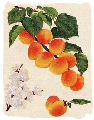 Apricots