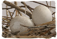 Pigeon Eggs