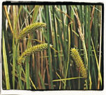 Sedge Carex Vesicaria